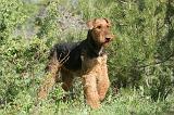 AIREDALE TERRIER 201